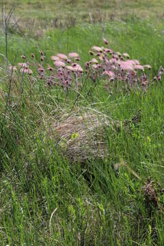 Image of Western Meadowlark