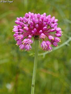 Image of Allium carmeli Boiss.