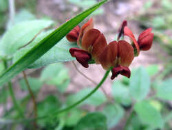 Psoralea rhombifolia Torr. & A. Gray的圖片