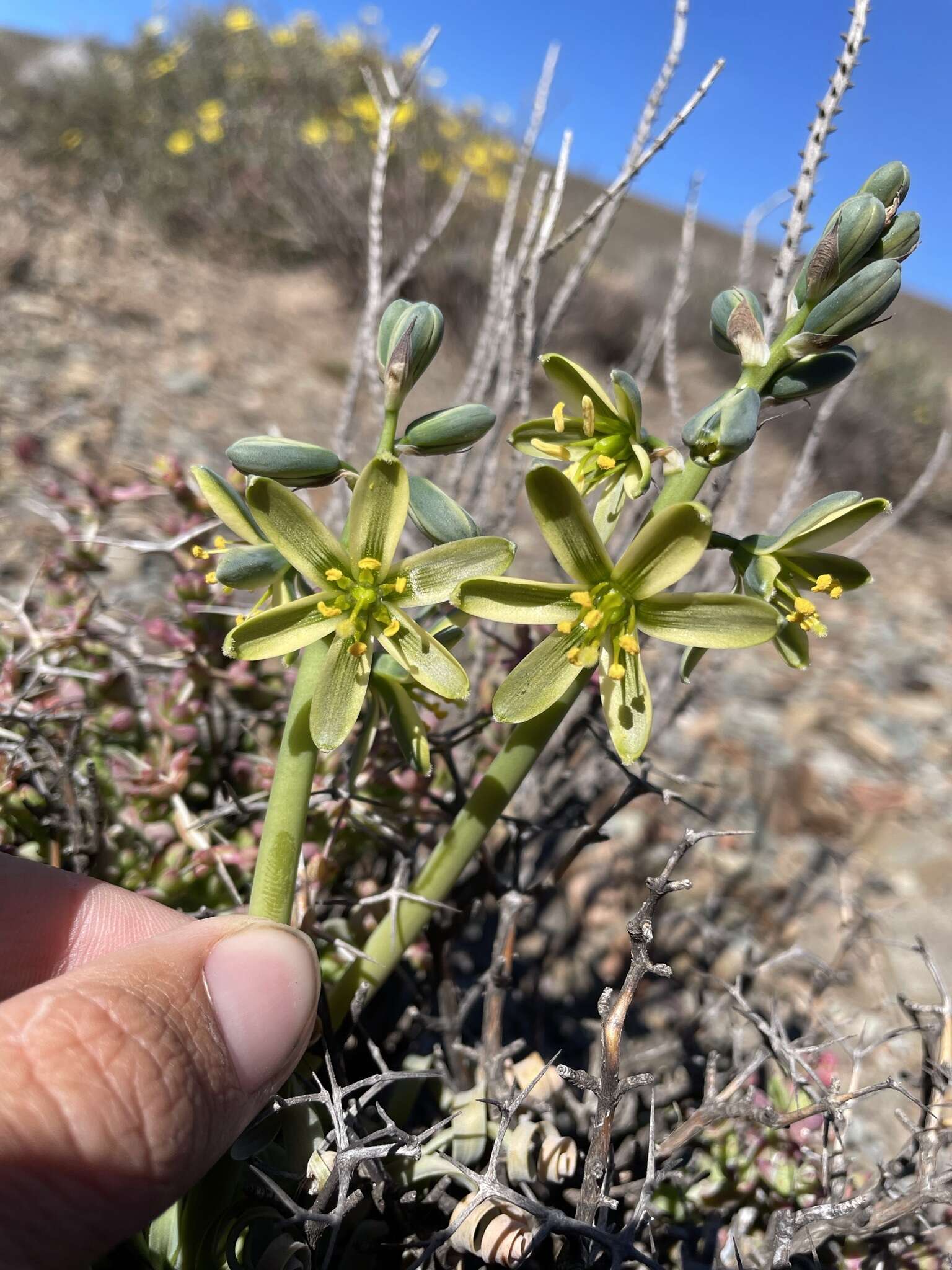 Image of Albuca concordiana Baker