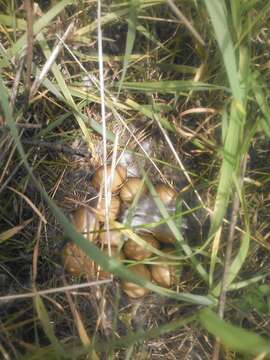 Image of Sharp-tailed Grouse