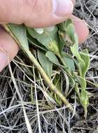 Image of velvety goldenrod