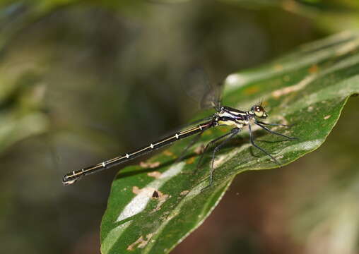 Image of Sydney flatwing