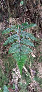 Image of Eared Lady Fern