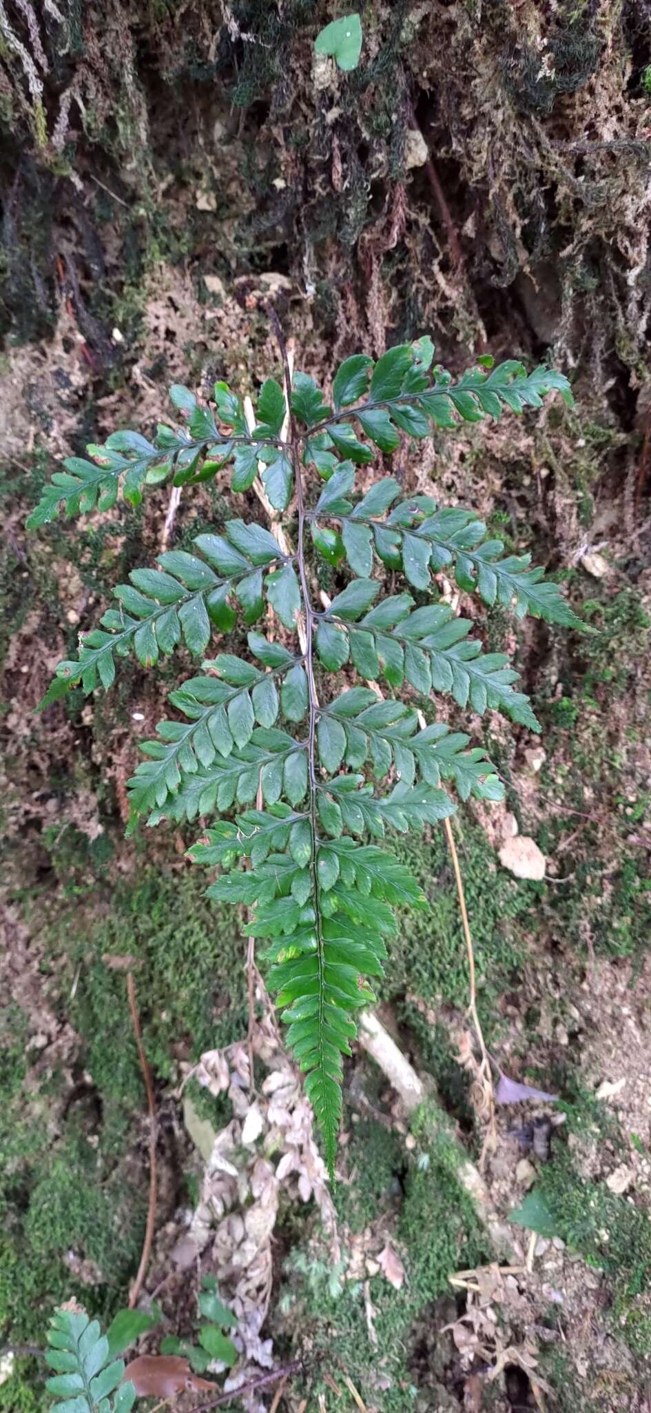 Sivun Athyrium otophorum (Miq.) Koidz. kuva