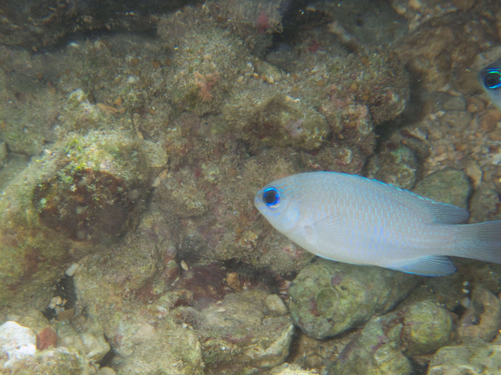 Image of Blue damsel