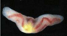 صورة unclassified Annelida