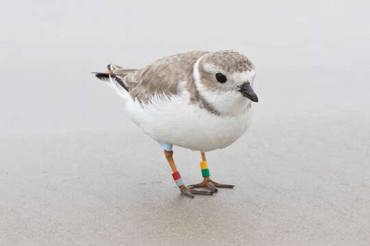 Image of Piping Plover