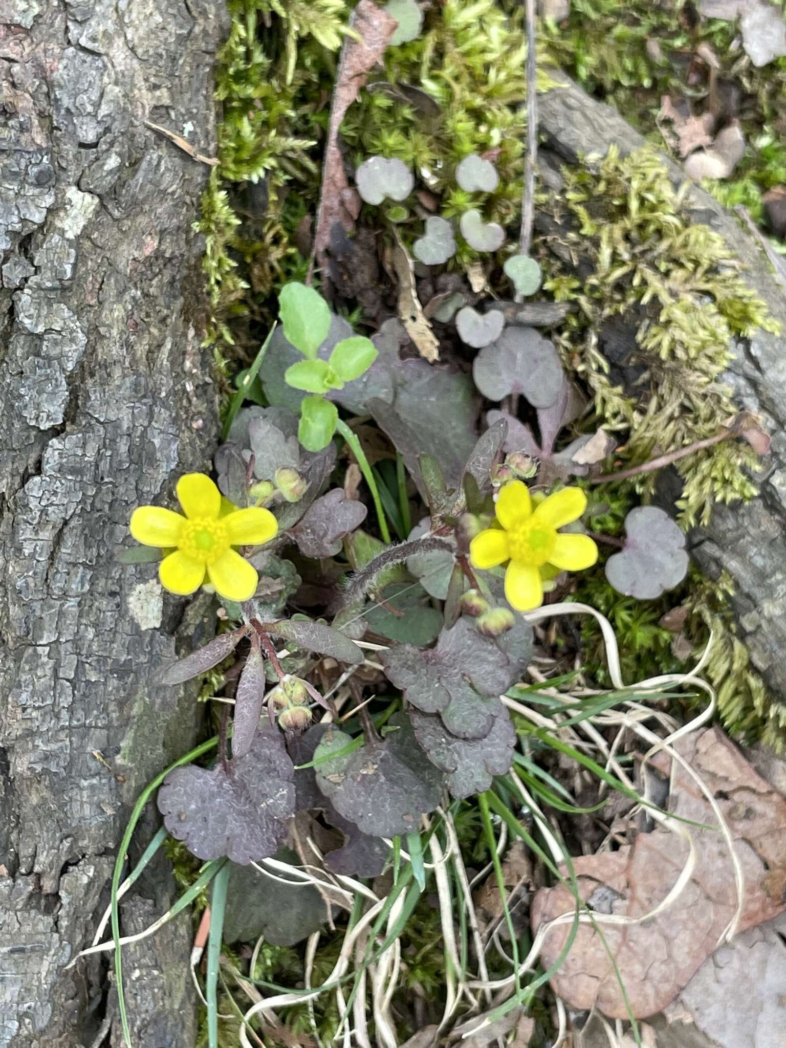 Ranunculus harveyi (A. Gray) Greene的圖片