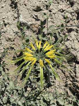 Image of Eucrosia aurantiaca (Baker) Pax