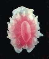 صورة unclassified Annelida