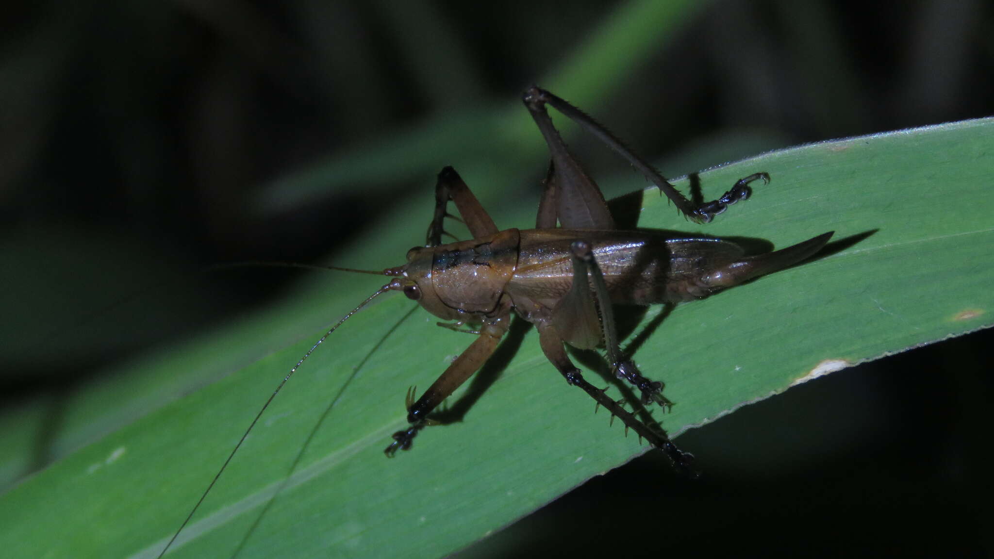 Image of Hexacentrus fuscipes Matsumura, S. & Shiraki 1908