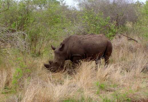 Image of Ceratotherium simum simum