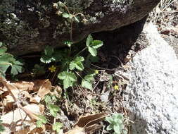 Image of whiteflower cinquefoil