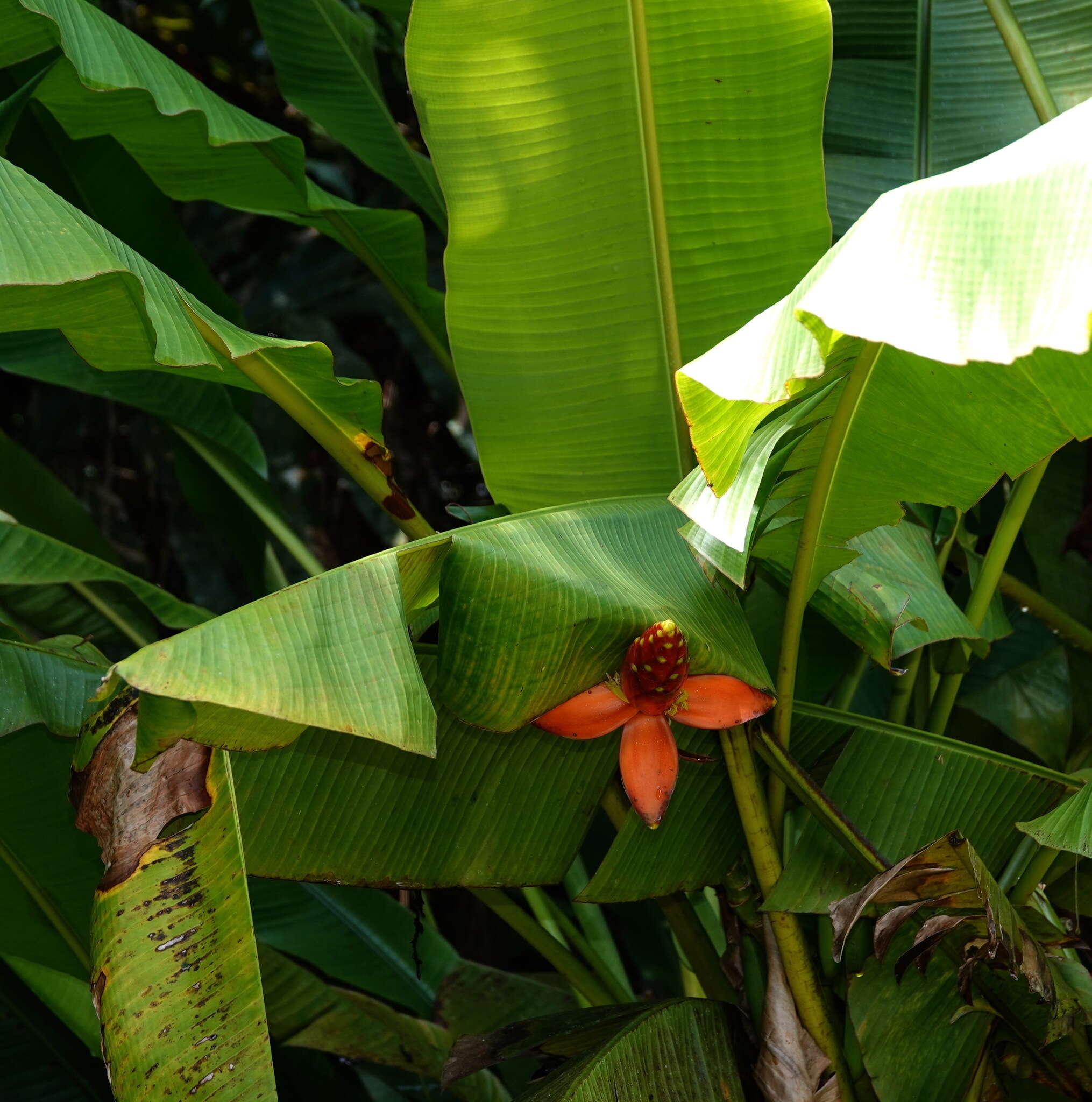 Image de Musa beccarii N. W. Simmonds