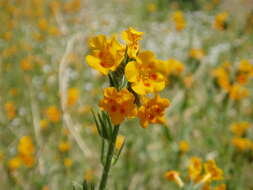 Image of Eastwood's fiddleneck