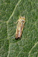 Image of Eupterycyba