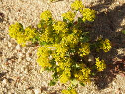 Sivun Lepidium flavum Torr. kuva