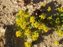 Sivun Lepidium flavum Torr. kuva