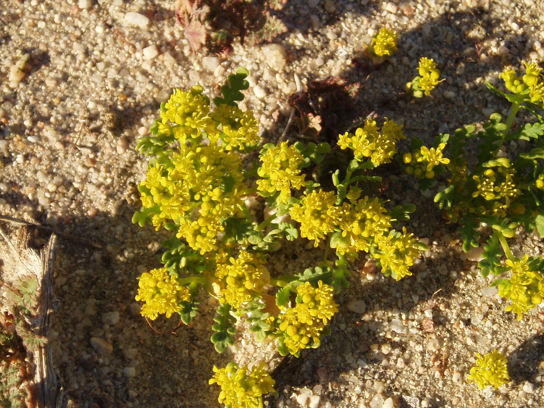 Sivun Lepidium flavum Torr. kuva