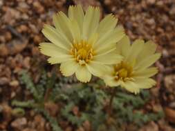 Image of smooth desertdandelion