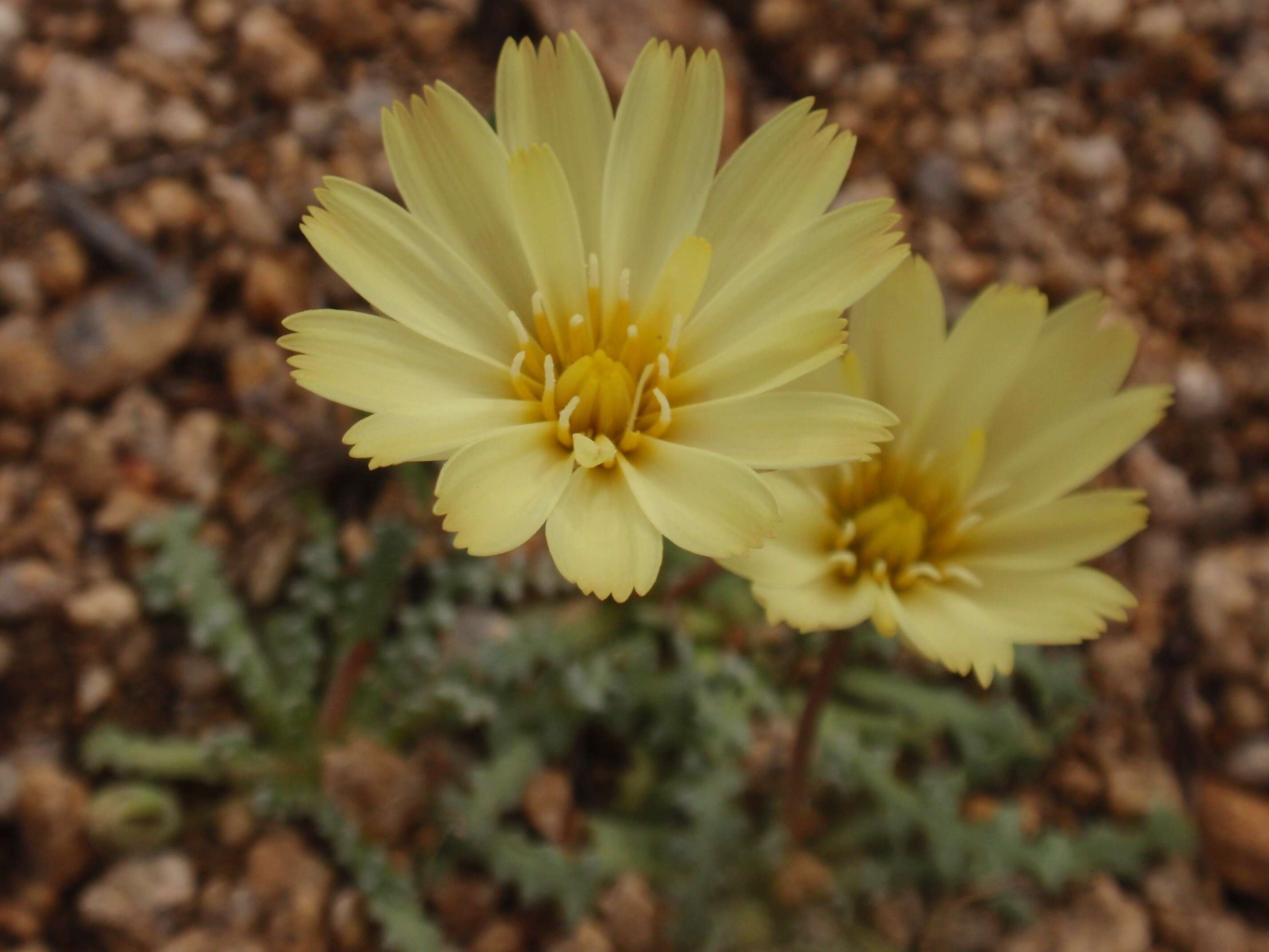 Image of smooth desertdandelion