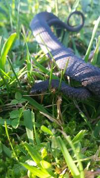 Image of Little Brown Snake