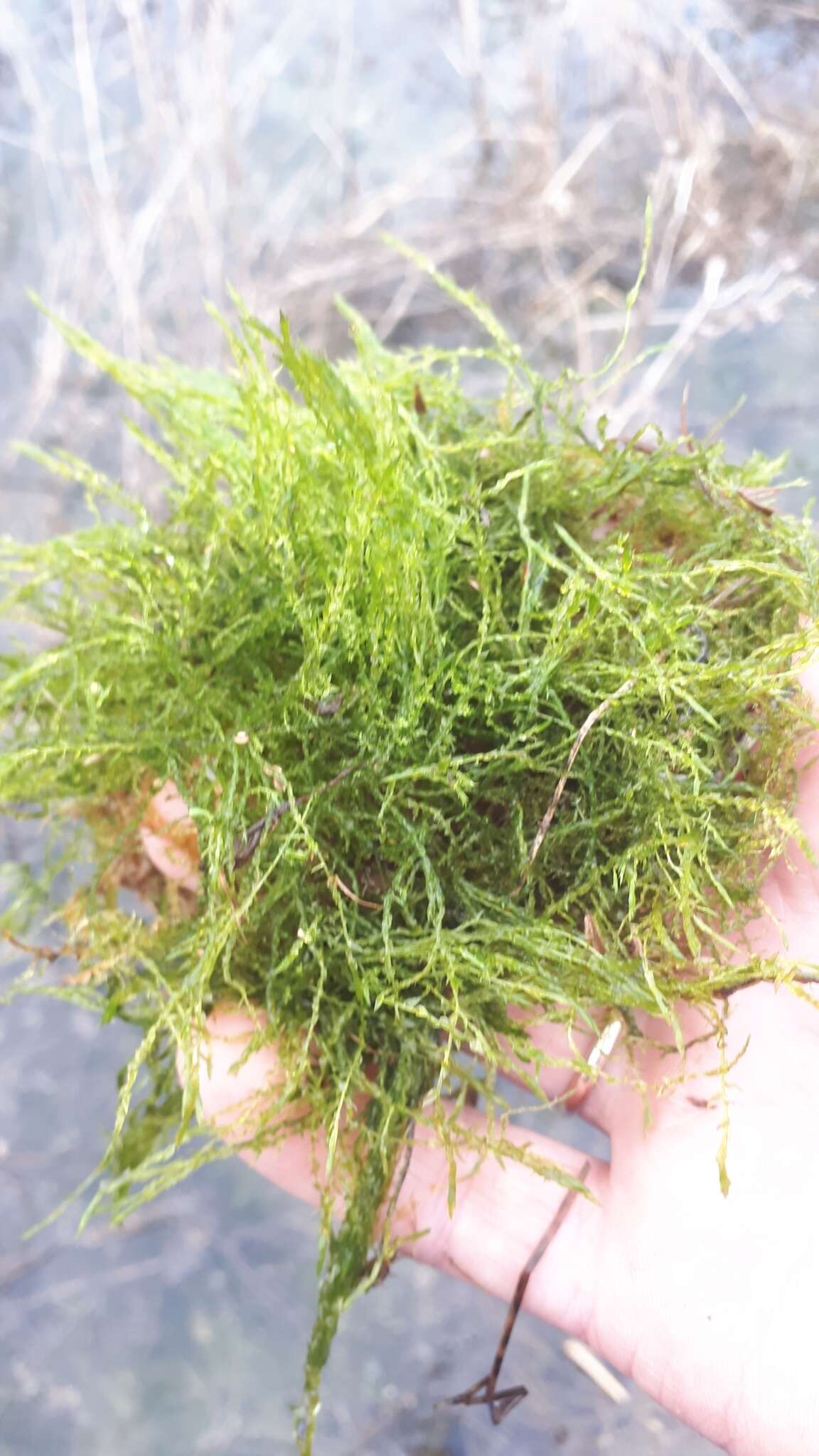 Image of common hook-moss