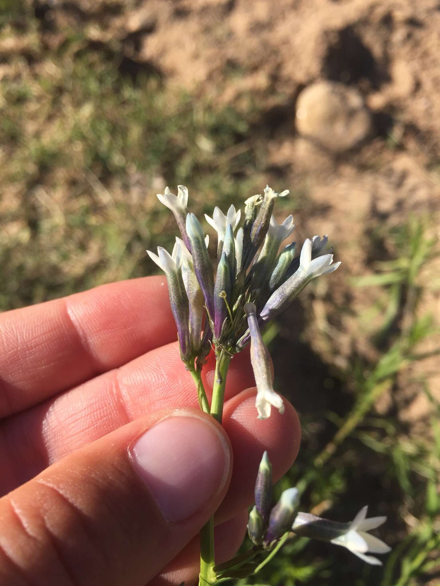 Plancia ëd Amsonia palmeri A. Gray