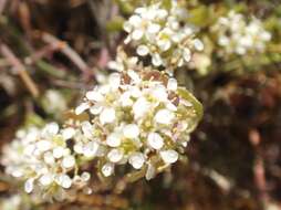 Image de Lepidium fremontii S. Watson