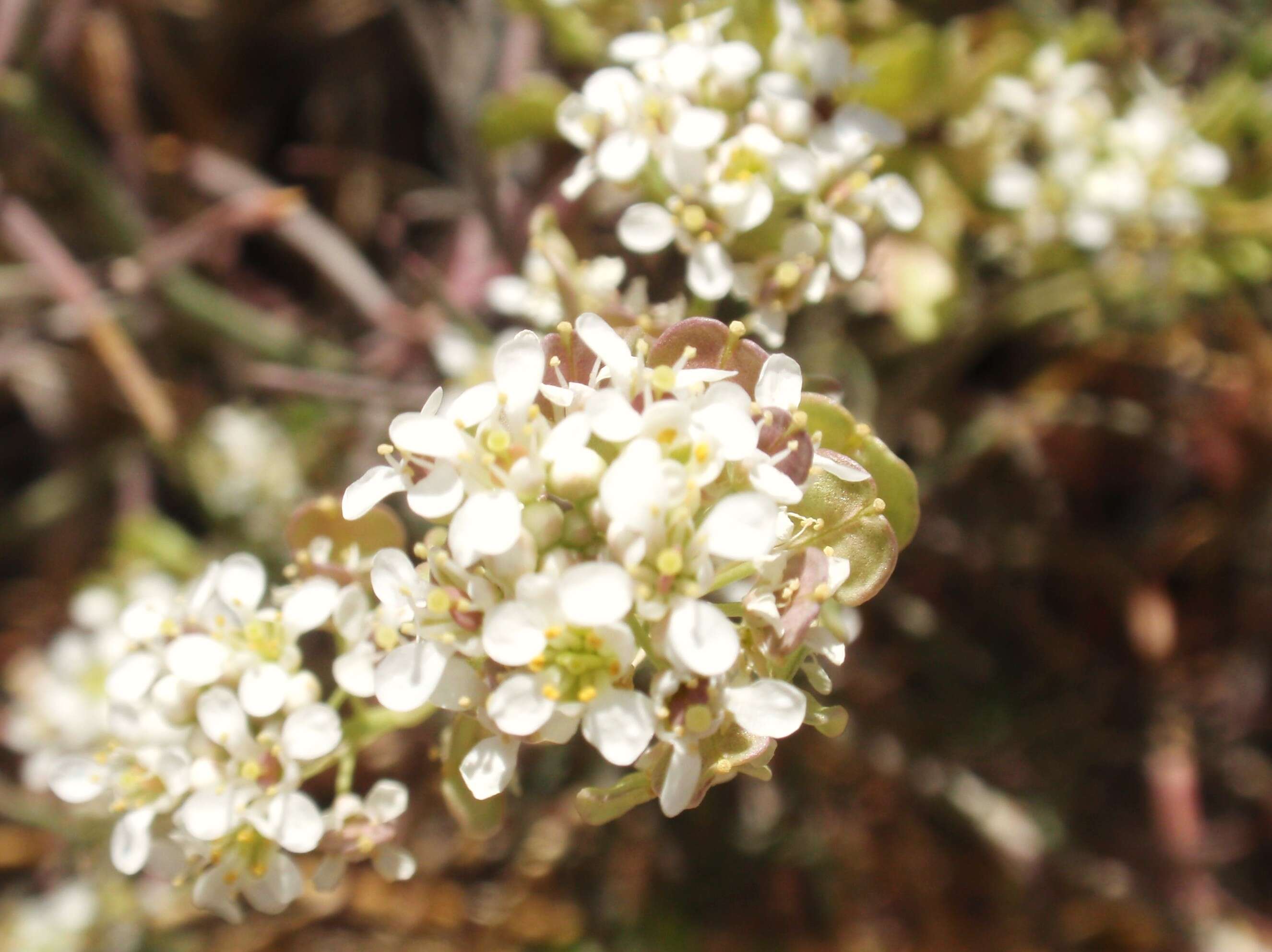 Image de Lepidium fremontii S. Watson