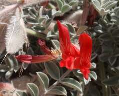 Image of scarlet milkvetch