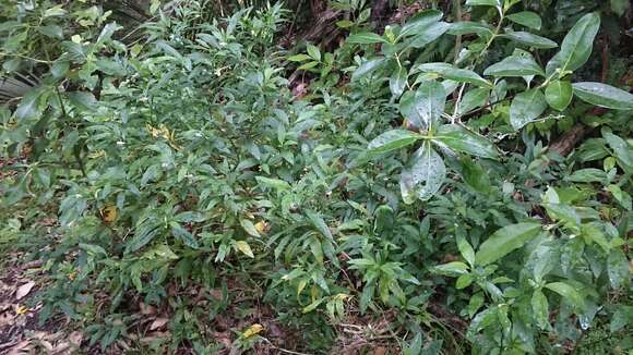 Image of Jerusalem Cherry