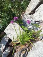 Image of Allium spirale Willd.