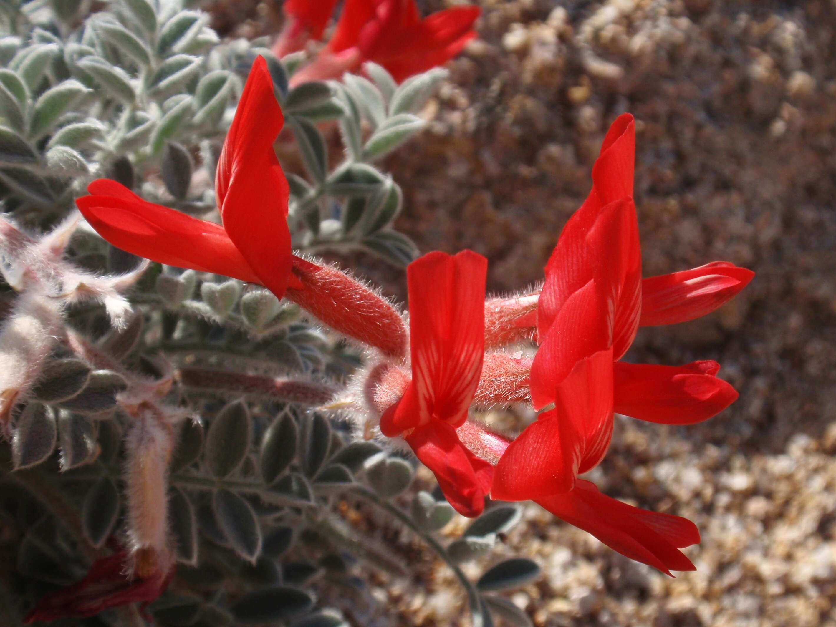 Image of scarlet milkvetch