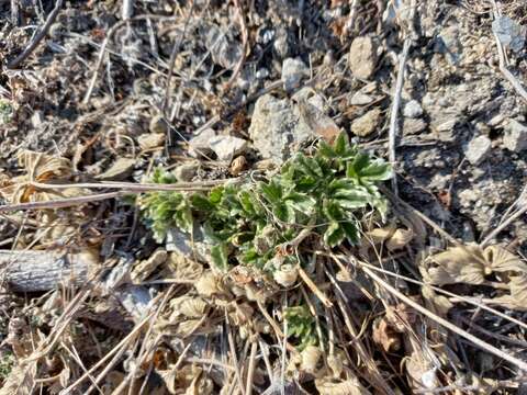 Image de Potentilla fragiformis Willd. ex Schltdl.