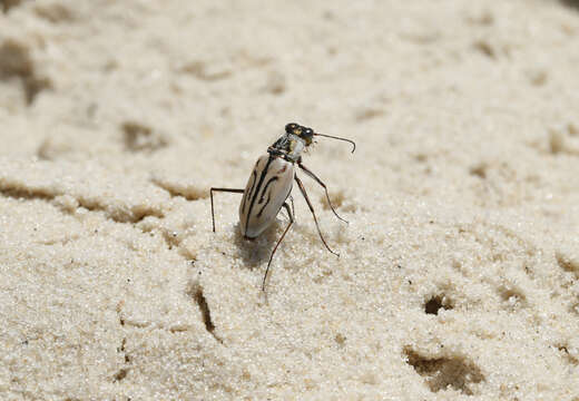 Image of Habroscelimorpha dorsalis dorsalis (Say 1817)