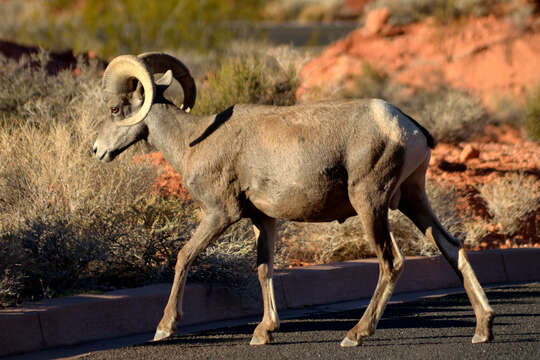 Image of Desert bighorn sheep