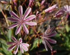 Image of Siskiyou lewisia