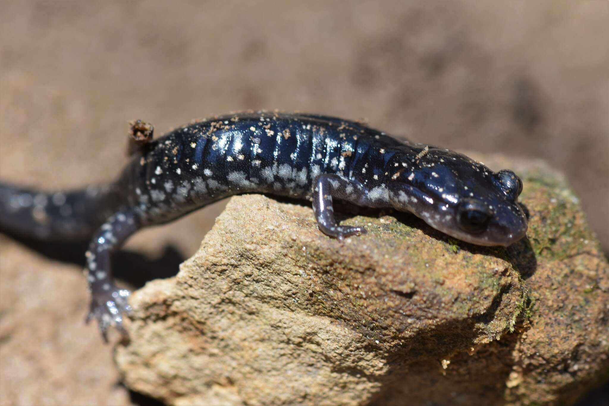 Image of Plethodon kiamichi Highton ex Highton, Maha & Maxson 1989