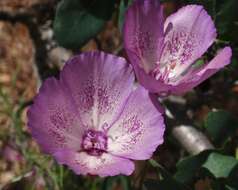 Plancia ëd Clarkia cylindrica (Jepson) H. & M. Lewis