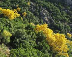 Image of Mt. Etna broom