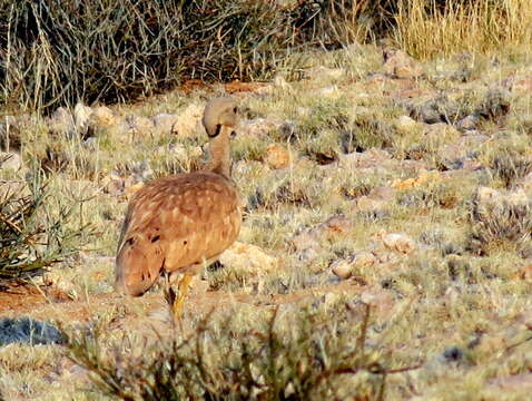 Image of Eupodotis vigorsii namaqua (Roberts 1932)