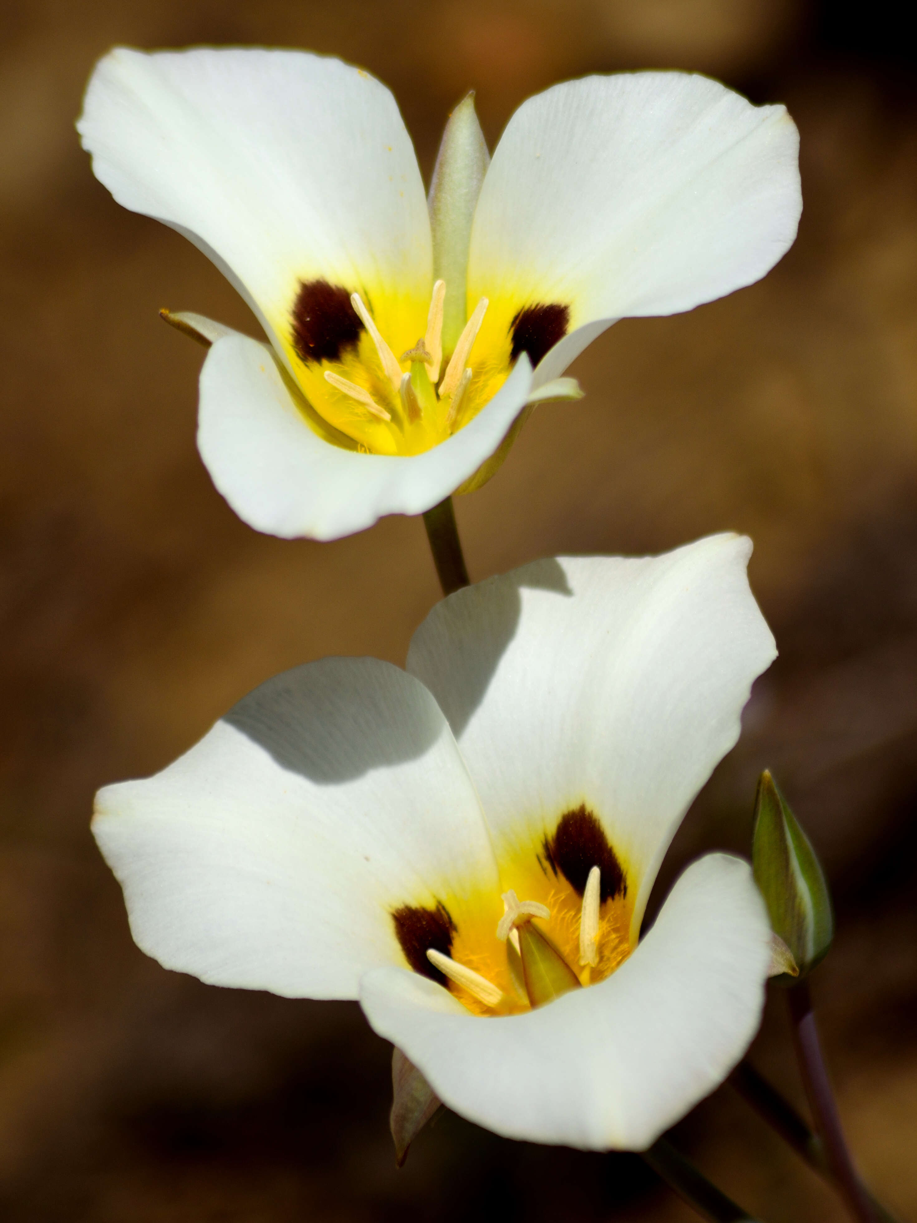 Calochortus leichtlinii Hook. fil. resmi