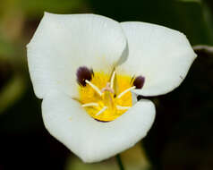 Calochortus leichtlinii Hook. fil. resmi