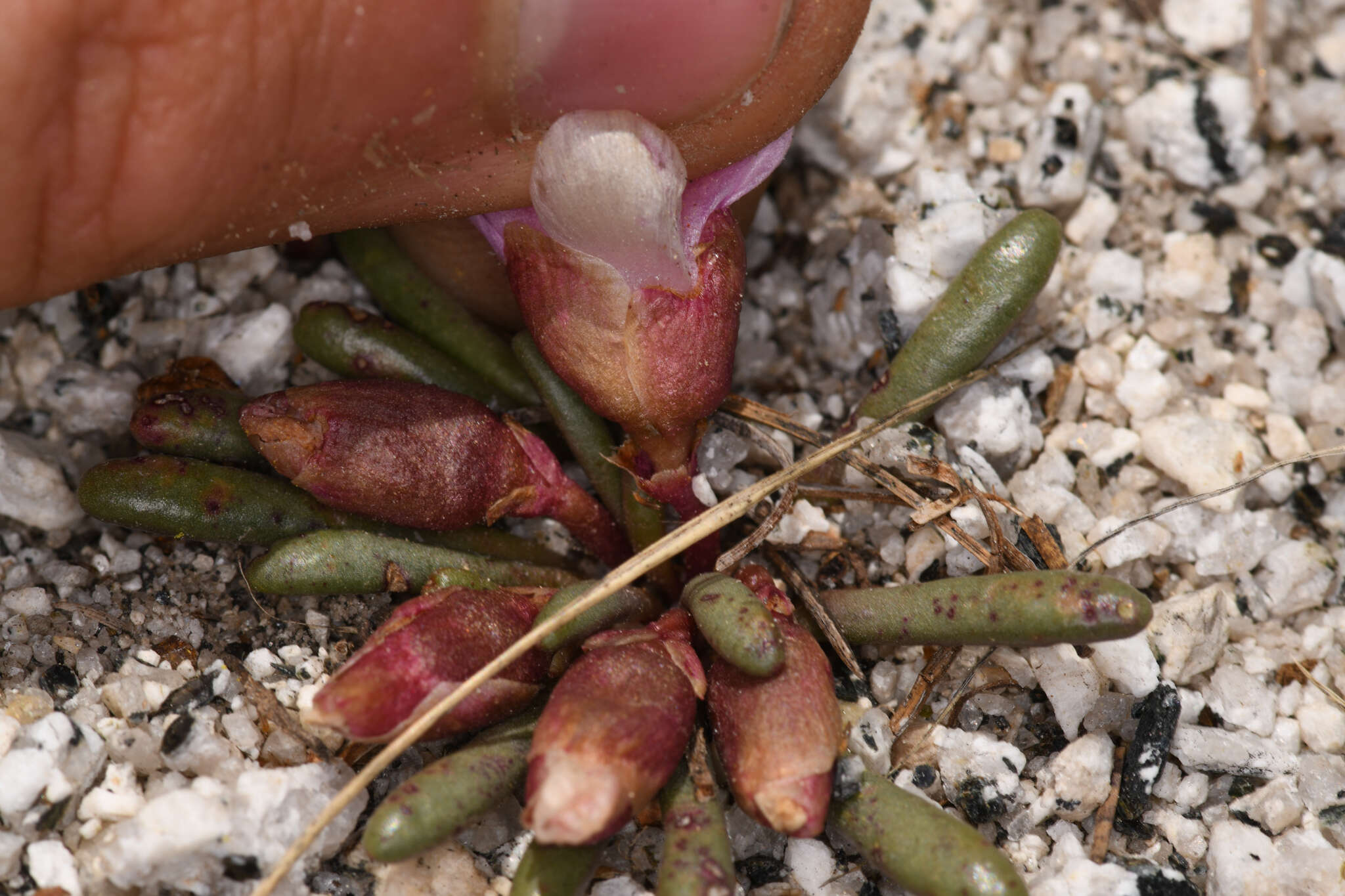 Image of Yosemite bitterroot