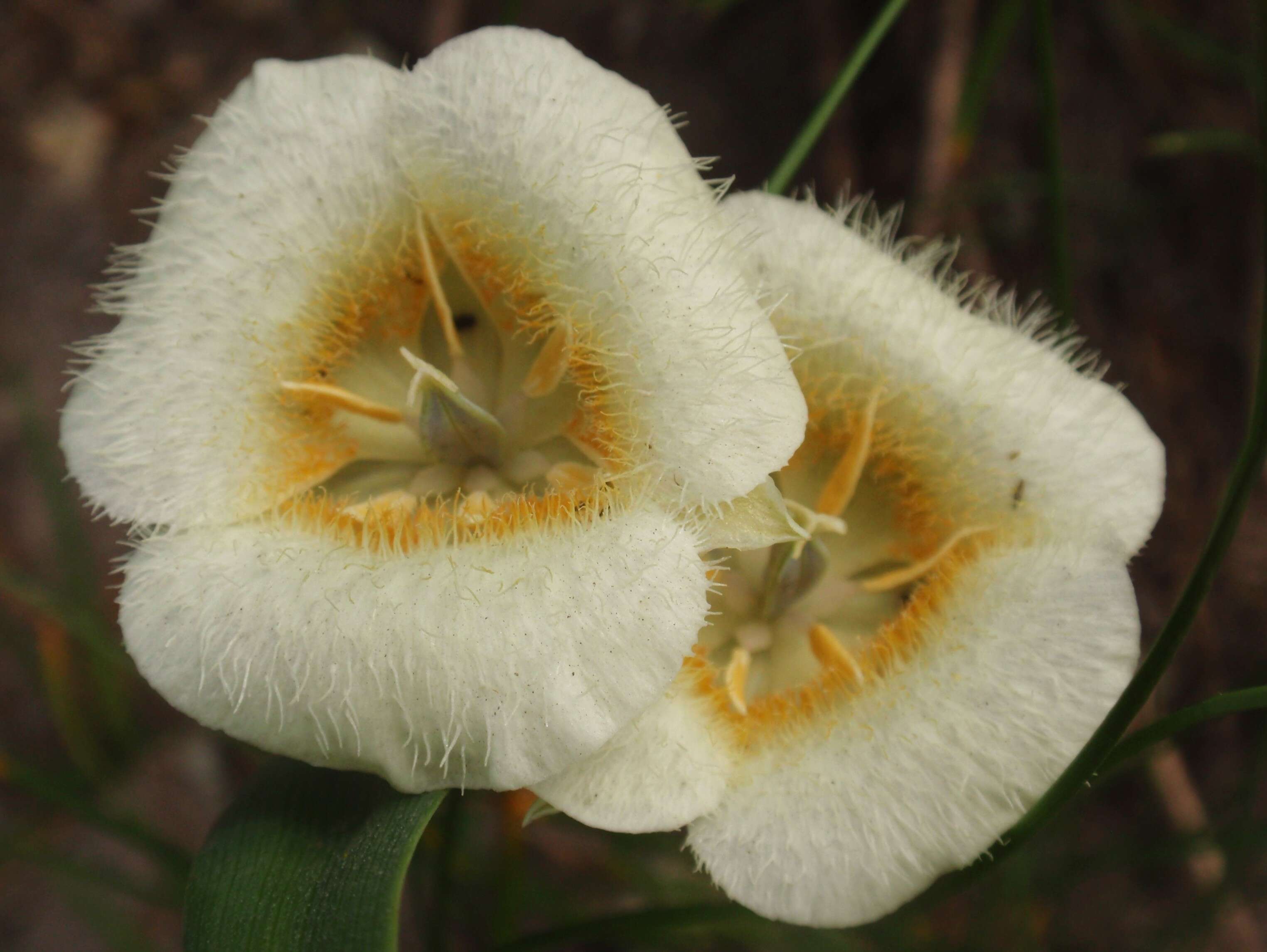 Imagem de Calochortus subalpinus Piper