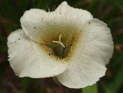 Imagem de Calochortus subalpinus Piper