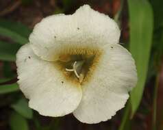 Imagem de Calochortus subalpinus Piper