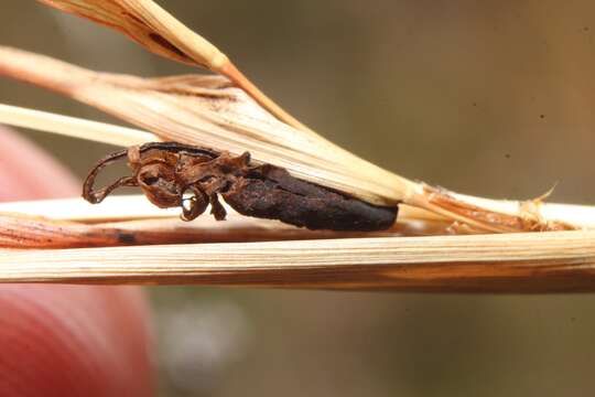 Sporisorium ellisii (G. Winter) M. Piepenbr. 2003的圖片